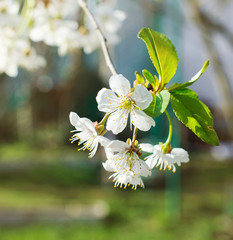 Blooming apple tree