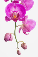 Fototapeta na wymiar Purple and white Phalaenopsis orchids 