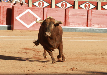Toro