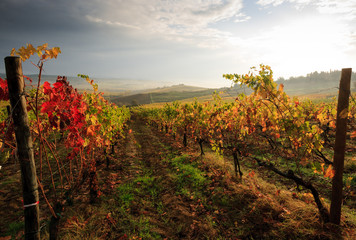 Tuscan vineyard in autumn