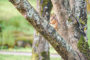 Obraz premium Squirrel sits on tree trunk and eat nut