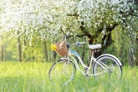 spend a weekend in nature/retro bicycle picnic under a blossoming tree in the Spring 