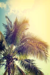 Crédence de cuisine en verre imprimé Palmier Photo de nature vintage de cocotier sur la côte tropicale balnéaire