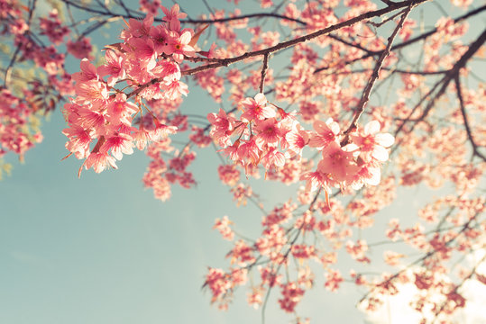 Vintage cherry blossom - sakura flower. nature background  (retro filter effect color)