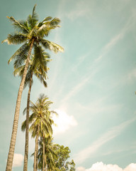 Coconut palm tree on tropical beach in summer - vintage colour effect