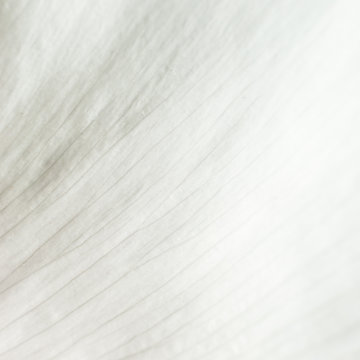Abstract texture of white petals closeup