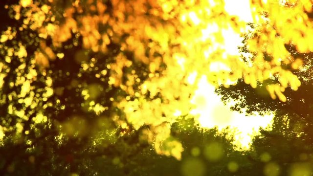 Pollen and tree leaves on the wind in sunset