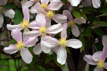 pink clematis climbing on garden gate - 111059378