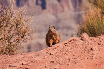 rand Canyon
animals, squirrel.
