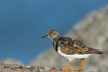 Ruddy Turnstone on a stone pier