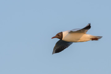 Black-headed gull (Chroicocephalus ridibundus) in flight.