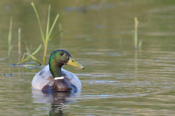 Mallard Duck (Anas platyrhynchos) in its natural environment.