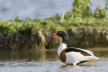 Common Shelduck (Tadorna tadorna) wading in a pool of water