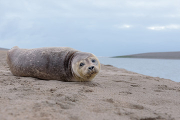 A Common seal (Phoca vitulina) resting on the beach © o0orichard