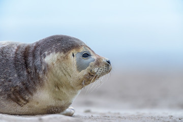 A Common seal (Phoca vitulina) resting on the beach © o0orichard