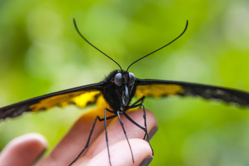 Fototapeta na wymiar Close-up of butterfly sitting on green leaf