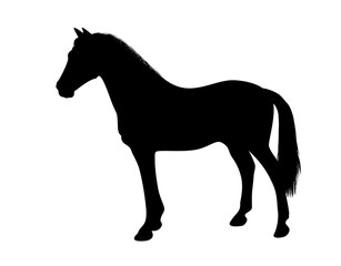 Fototapeta na wymiar Silhouette of a standing horse