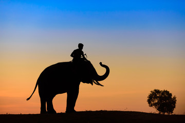 Fototapeta na wymiar Elephant silhouette at sunset