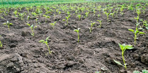 The cultivated field with seedlings of pepper