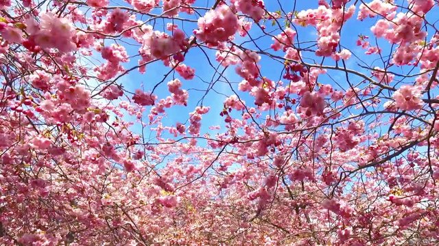 Cherry tree blossom in park Kungstradgarden in Stockholm, Sweden. Tracking shot.
