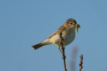 Willow Warbler with food in its beak