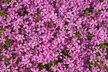 Obraz premium Close-up of pink phlox flowers mat is as natural background.