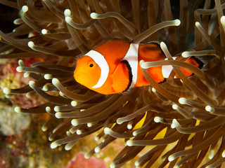Striped orange white and black nemo clown fish