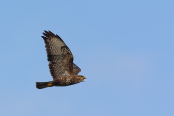 Buzzard calling while flying