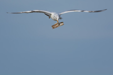 Flying Gull with shell in beak