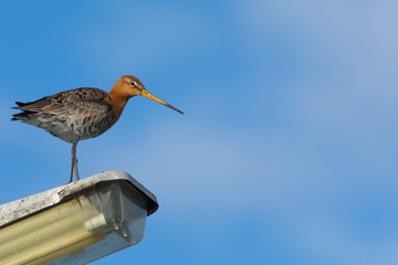 Godwit standing on a lamp post