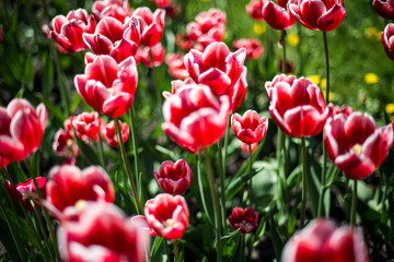 Tulip. Beautiful bouquet of tulips. colorful tulips. tulips in spring,colourful tulip