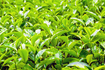 Tea bush leafs close up