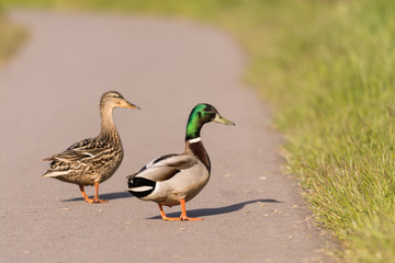 Mallard couple on a road
