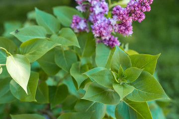 Branch of lilac flowers with the leaves