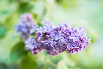Branch of lilac flowers with the leaves