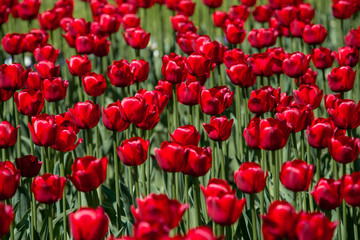 Tulip. Beautiful bouquet of tulips. colorful tulips. tulips in spring,colourful tulip