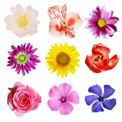 Set of colorful flowers