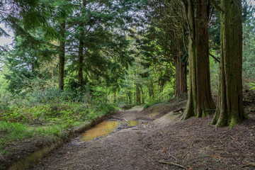 Idless woods near truro cornwall england uk.