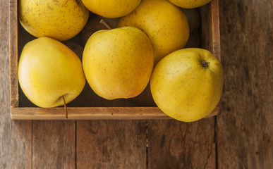 fresh autumn yellow apples on wooden table
