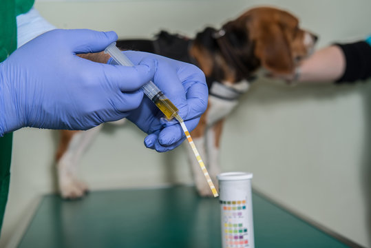 Le v&eacute;t&eacute;rinaire, analyse d'urine sur un chien un test  d&eacute;termine le PH
