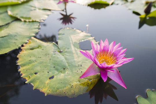water lily or lutus flower