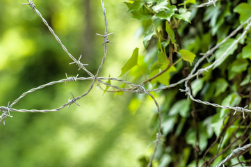 Stacheldraht und Natur. Gegensätze