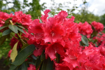 Rhododendron The Honourable Jean Marie de Montague
