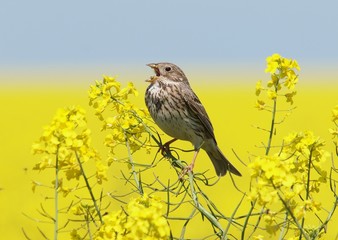 Corn Bunting ( Miliaria calandra ) singing in a rapeseed field