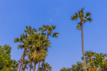 Fototapeta premium Sugar palm tree with blue sky