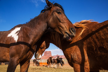 Wild mustangs in Navajo Nation Reservation. Monument Valley