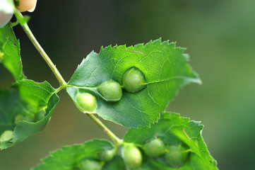 Galls on the leaves of rose