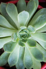  Miniature succulent plants