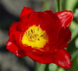 Red tulip bud macro