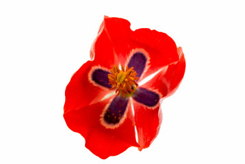 meadow poppy isolated